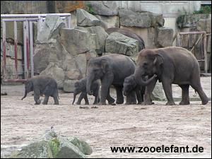 ゾウ