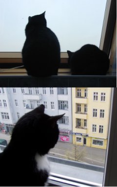 ネコテレビ